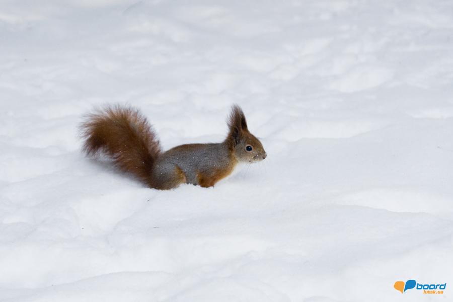 post-2373-0-50485300-1355269782_thumb.jp