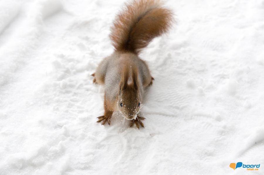 post-2373-0-81381300-1355269789_thumb.jp