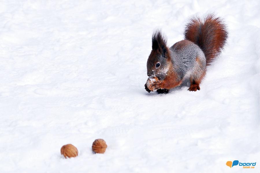 post-2373-0-88371500-1355269786_thumb.jp