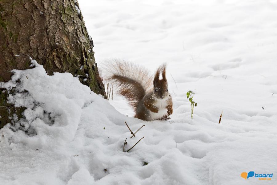 post-2373-0-98434700-1355269790_thumb.jp