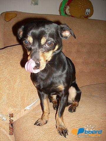 post-2519-0-08968800-1355611608_thumb.jp