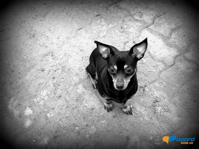 post-2519-0-26850100-1355611596_thumb.jp