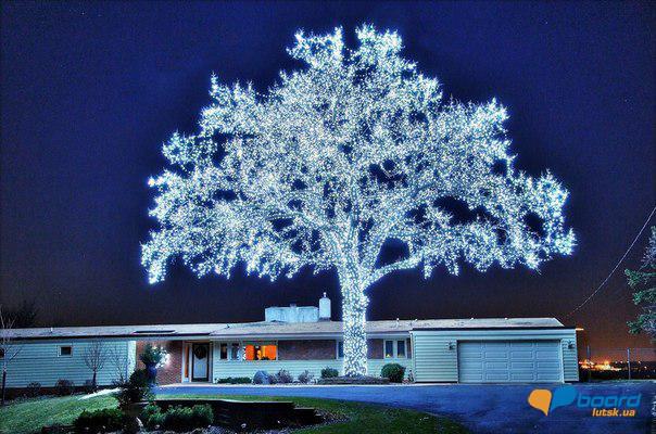 post-2957-0-61102700-1355816834_thumb.jp