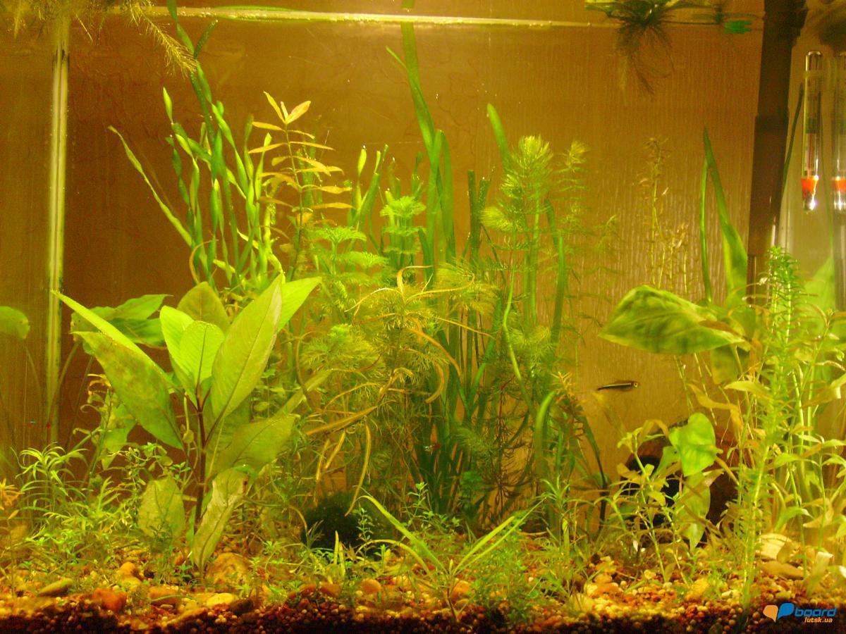 post-4337-0-39601400-1356196016_thumb.jp