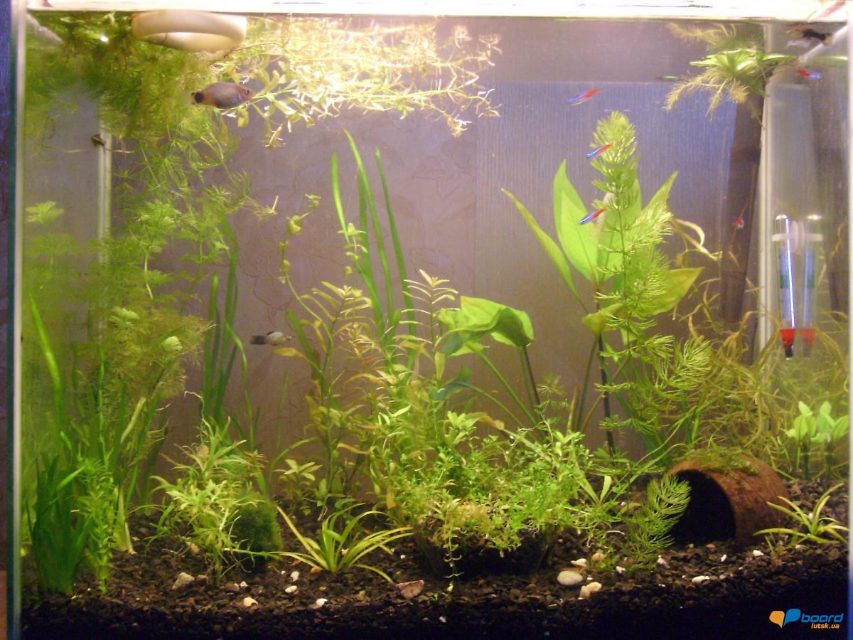 post-4337-0-80354900-1356861844_thumb.jp