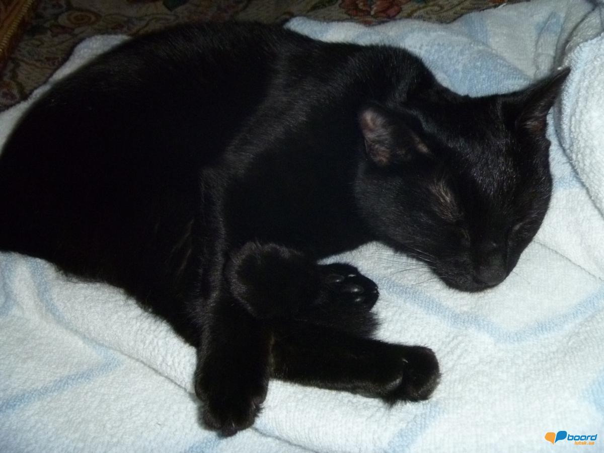 post-6505-0-60331300-1356717389_thumb.jp