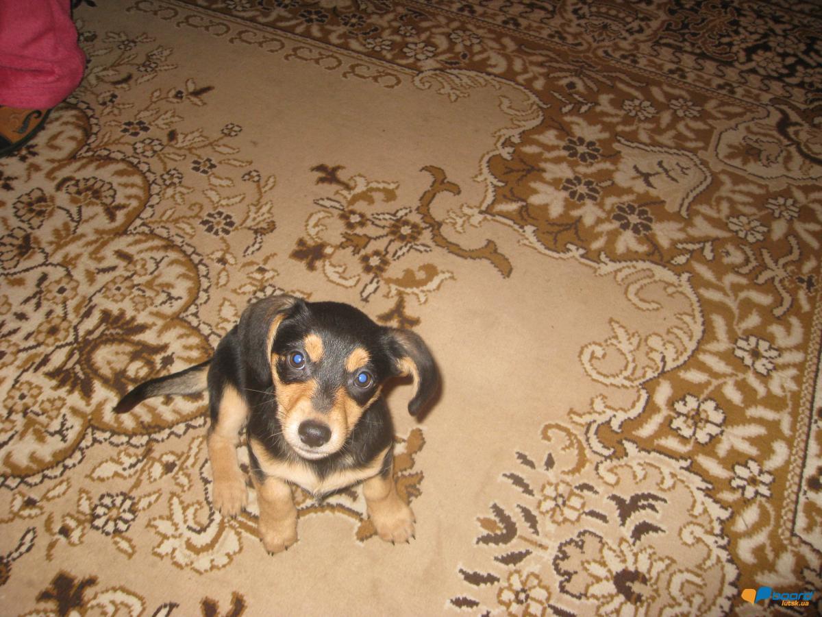 post-6591-0-30838000-1355693272_thumb.jp