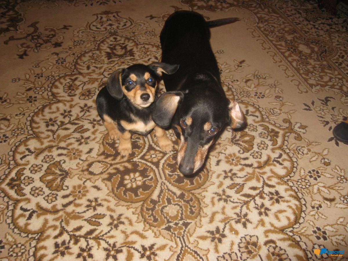 post-6591-0-32439800-1355693251_thumb.jp