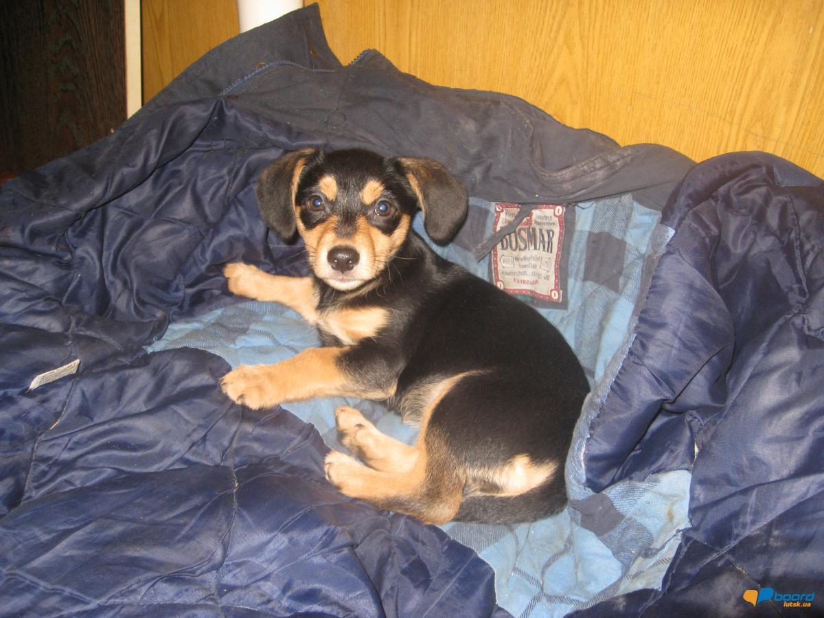 post-6591-0-41472900-1355693182_thumb.jp