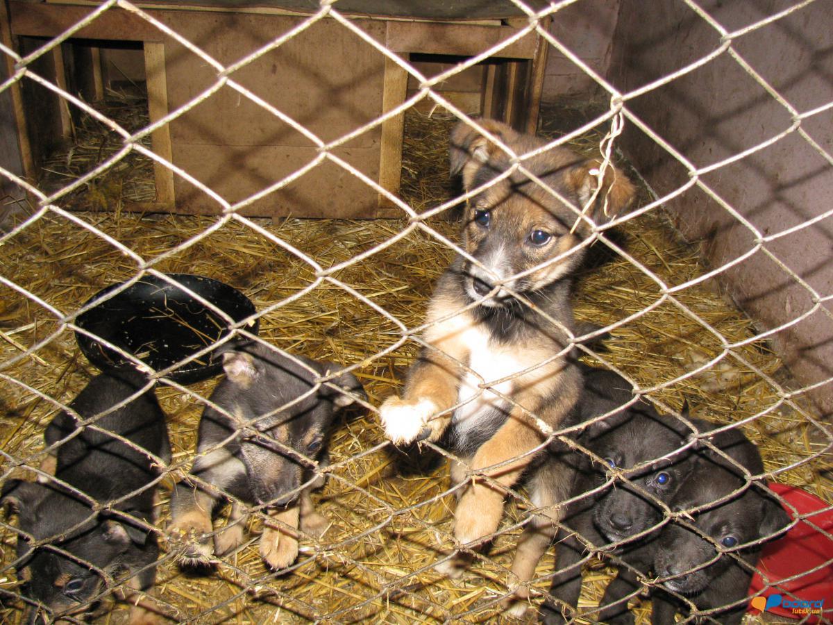 post-6595-0-00573200-1354564825_thumb.jp