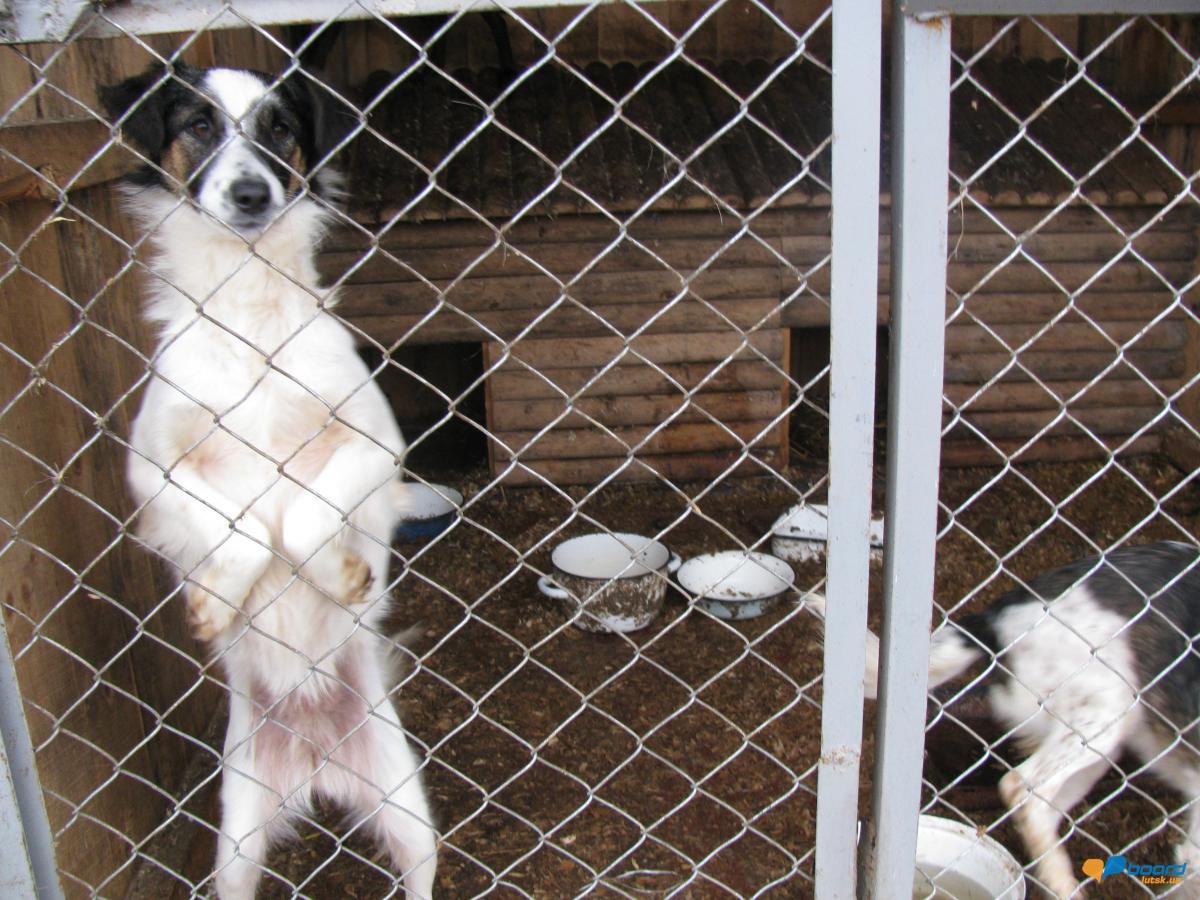 post-6595-0-17582200-1354564552_thumb.jp