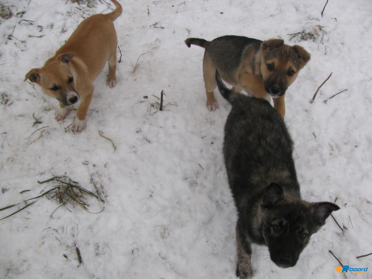 post-6595-0-18354500-1354906860_thumb.jp