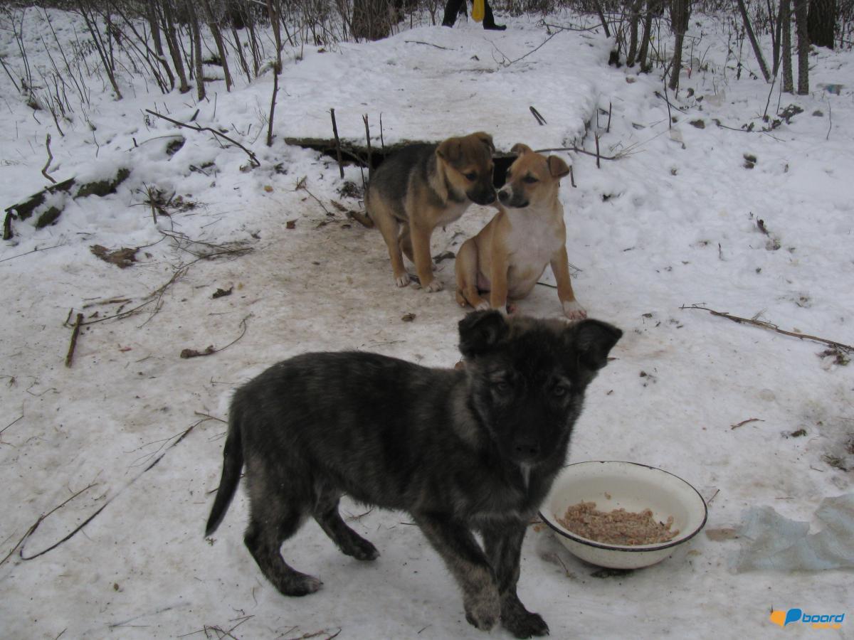 post-6595-0-21726400-1354907452_thumb.jp