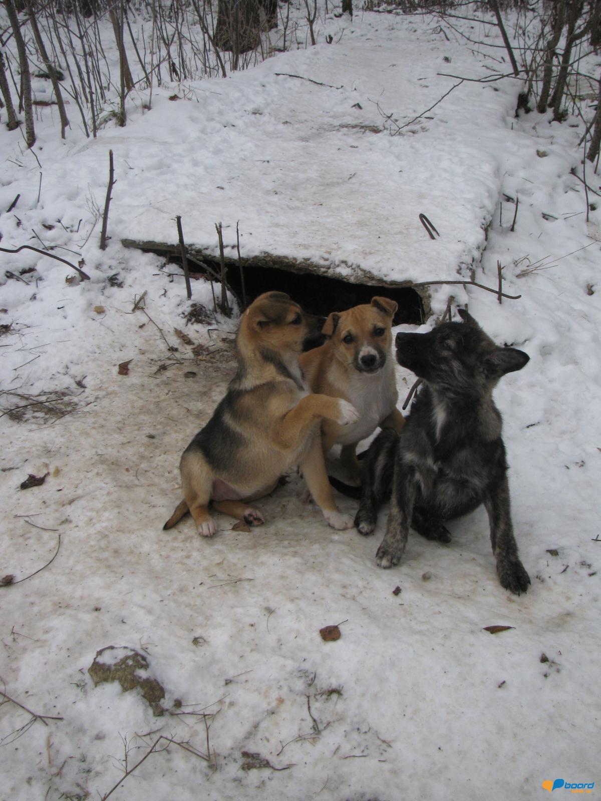 post-6595-0-45510600-1354907671_thumb.jp