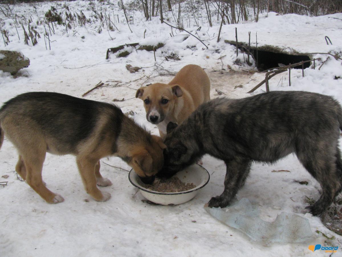 post-6595-0-48746900-1354907352_thumb.jp