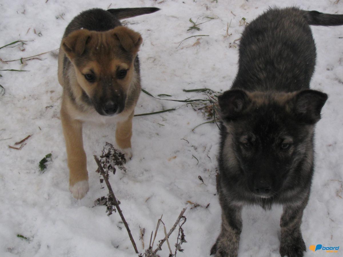 post-6595-0-52082300-1354907169_thumb.jp