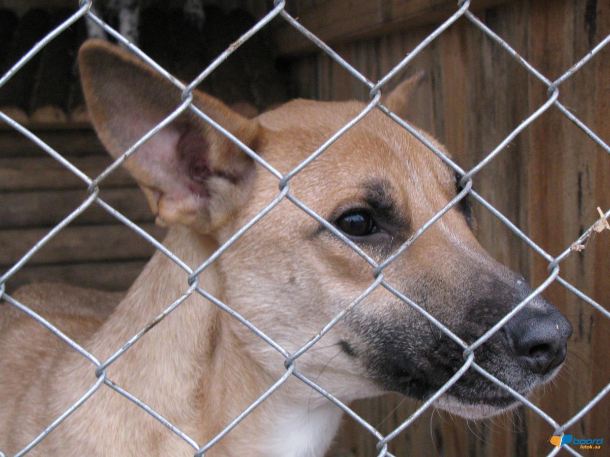 post-6595-0-56257900-1354564466_thumb.jp