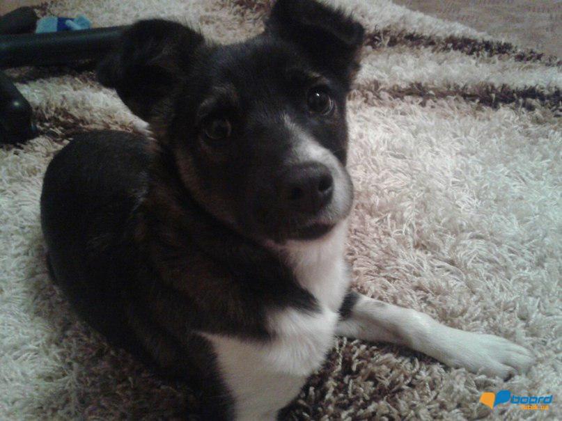 post-6595-0-61832200-1355340166_thumb.jp