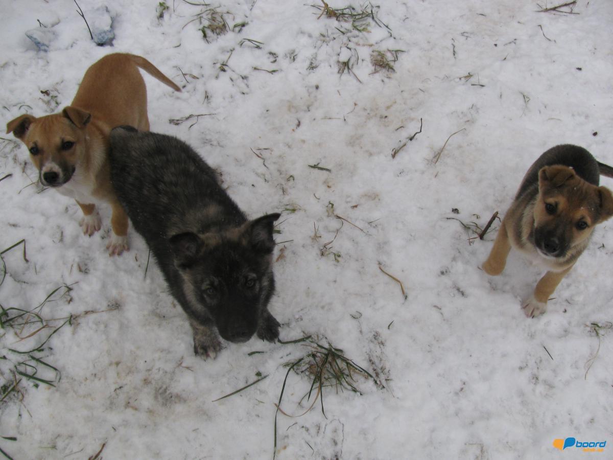 post-6595-0-87466000-1354906701_thumb.jp