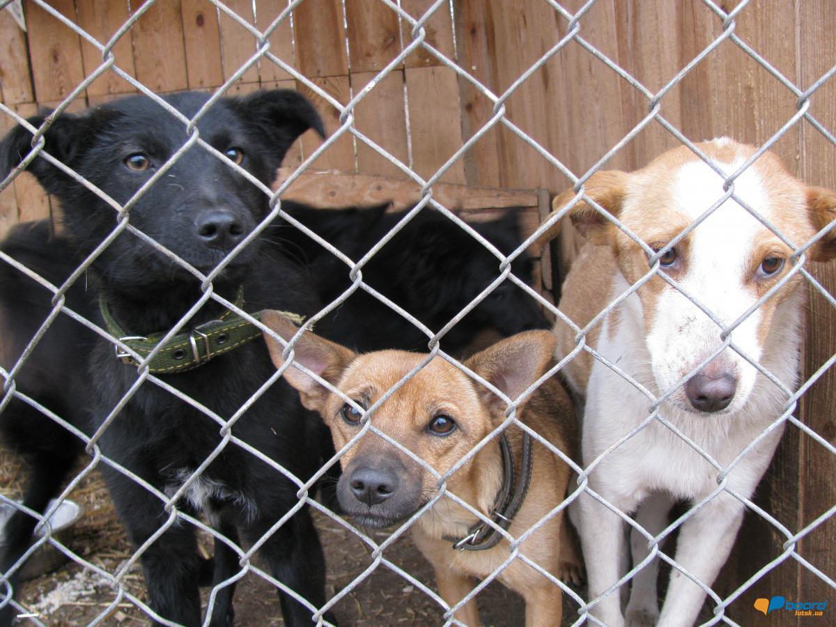 post-6595-0-87526500-1354564268_thumb.jp