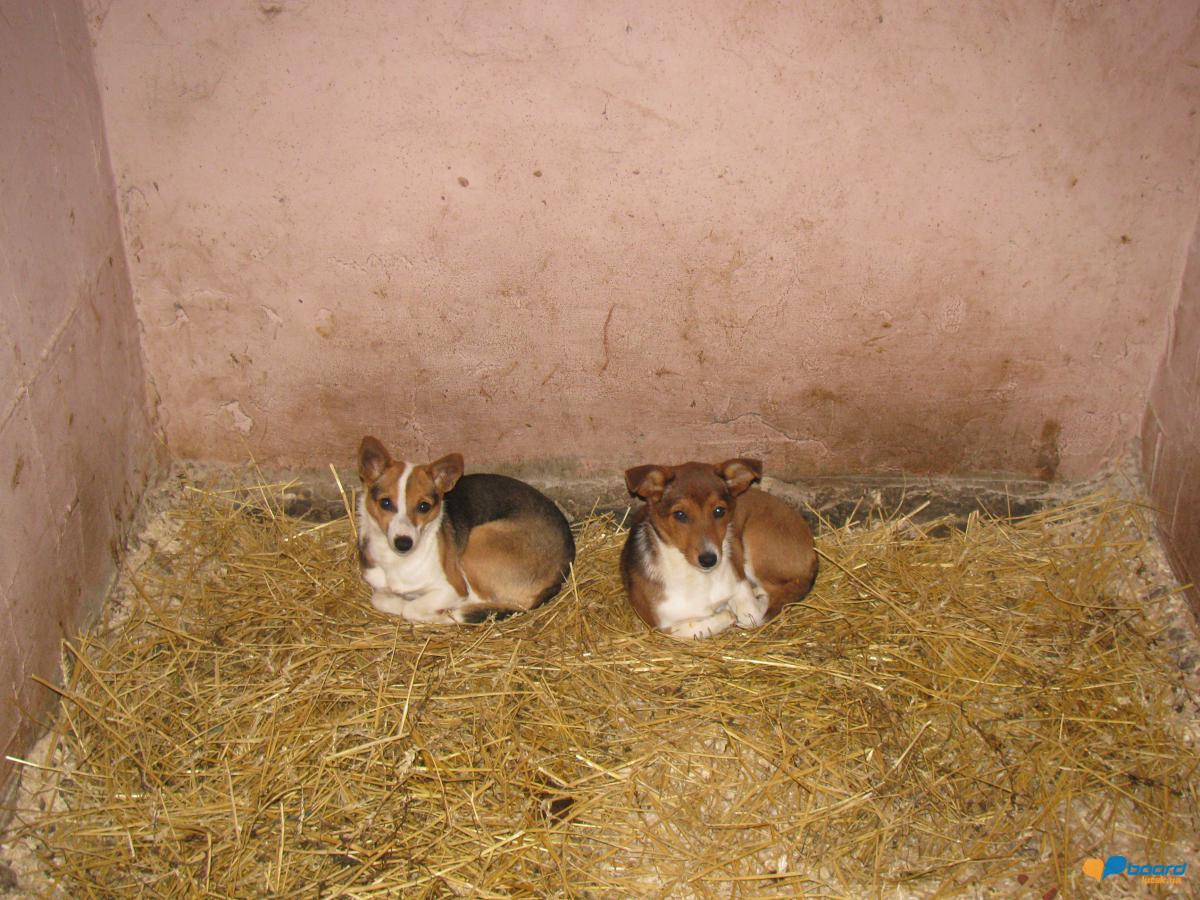 post-6595-0-92002800-1354564644_thumb.jp