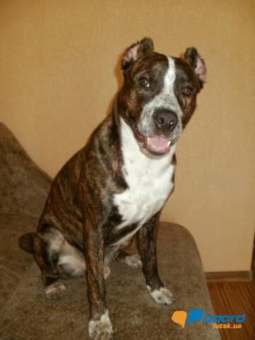 post-7293-0-78713200-1354561433_thumb.jp