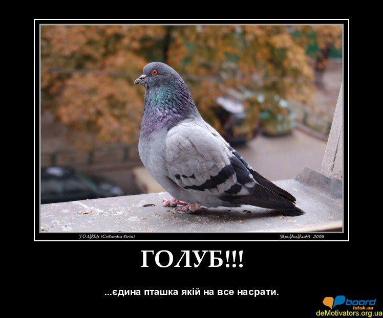 post-7467-0-56198400-1354462870_thumb.jp