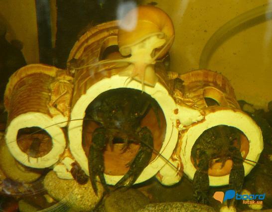 post-8105-0-92835300-1356452902_thumb.jp