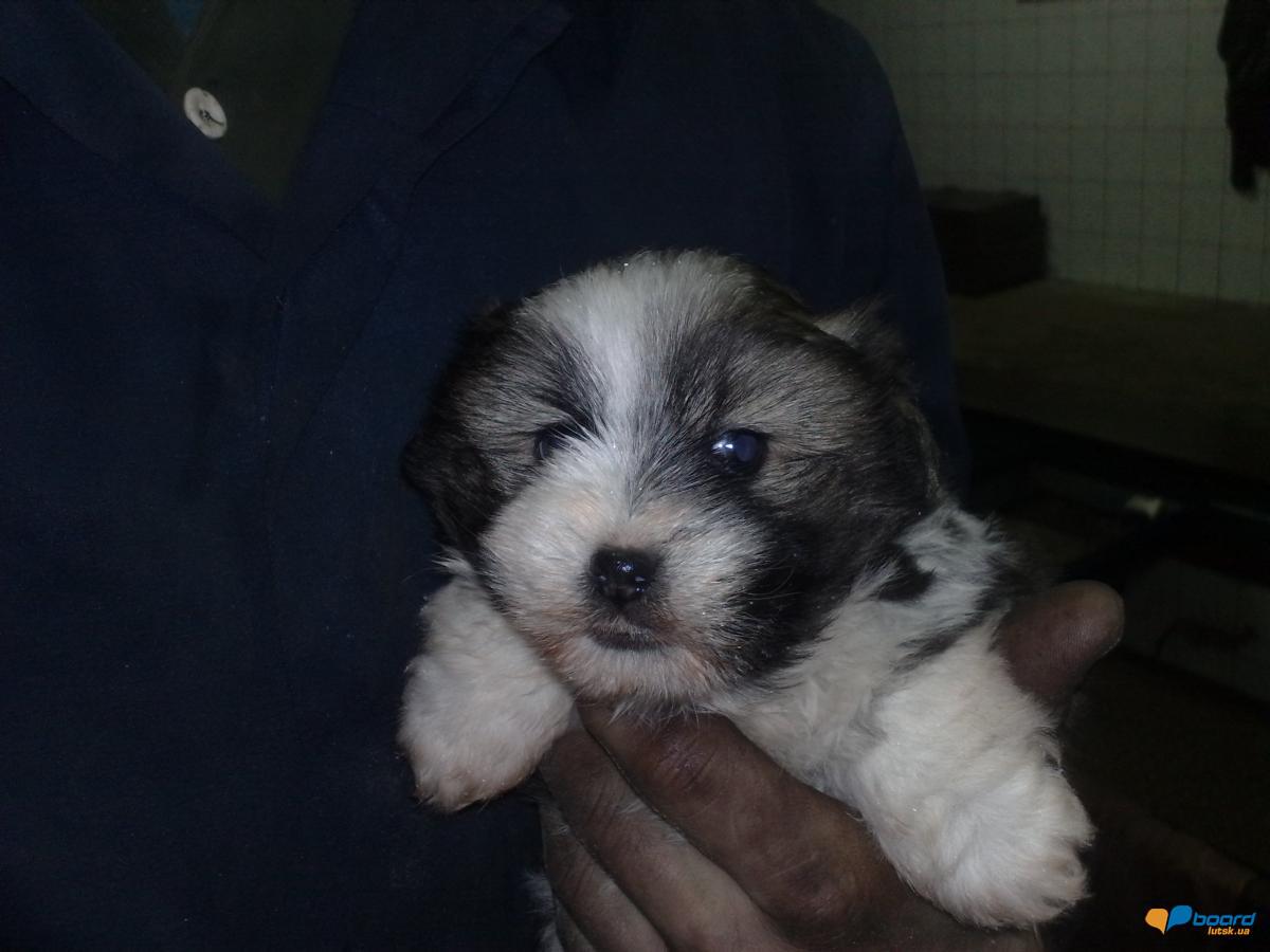 post-8317-0-00309000-1356448931_thumb.jp