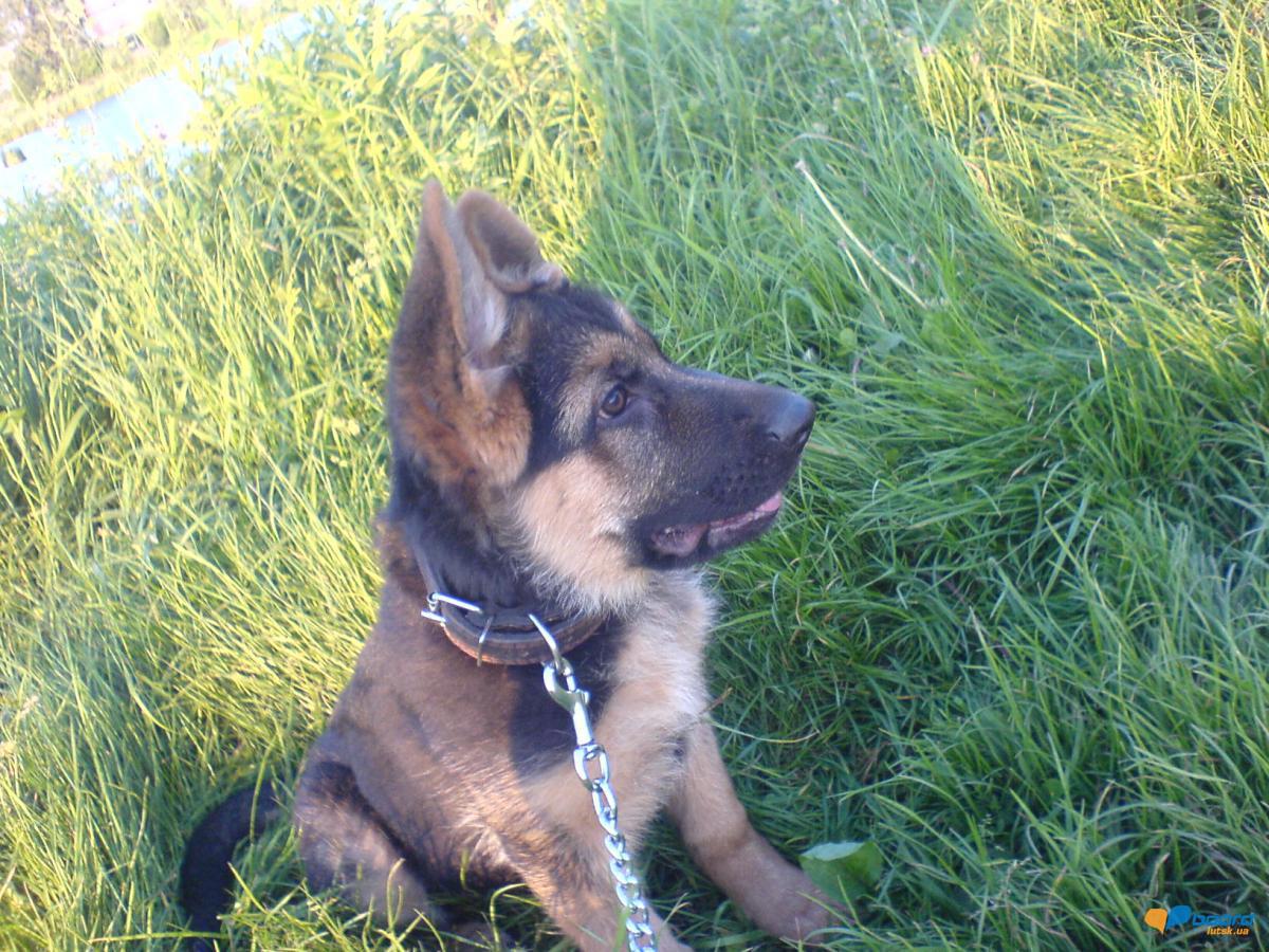 post-8568-0-11681300-1355609221_thumb.jp