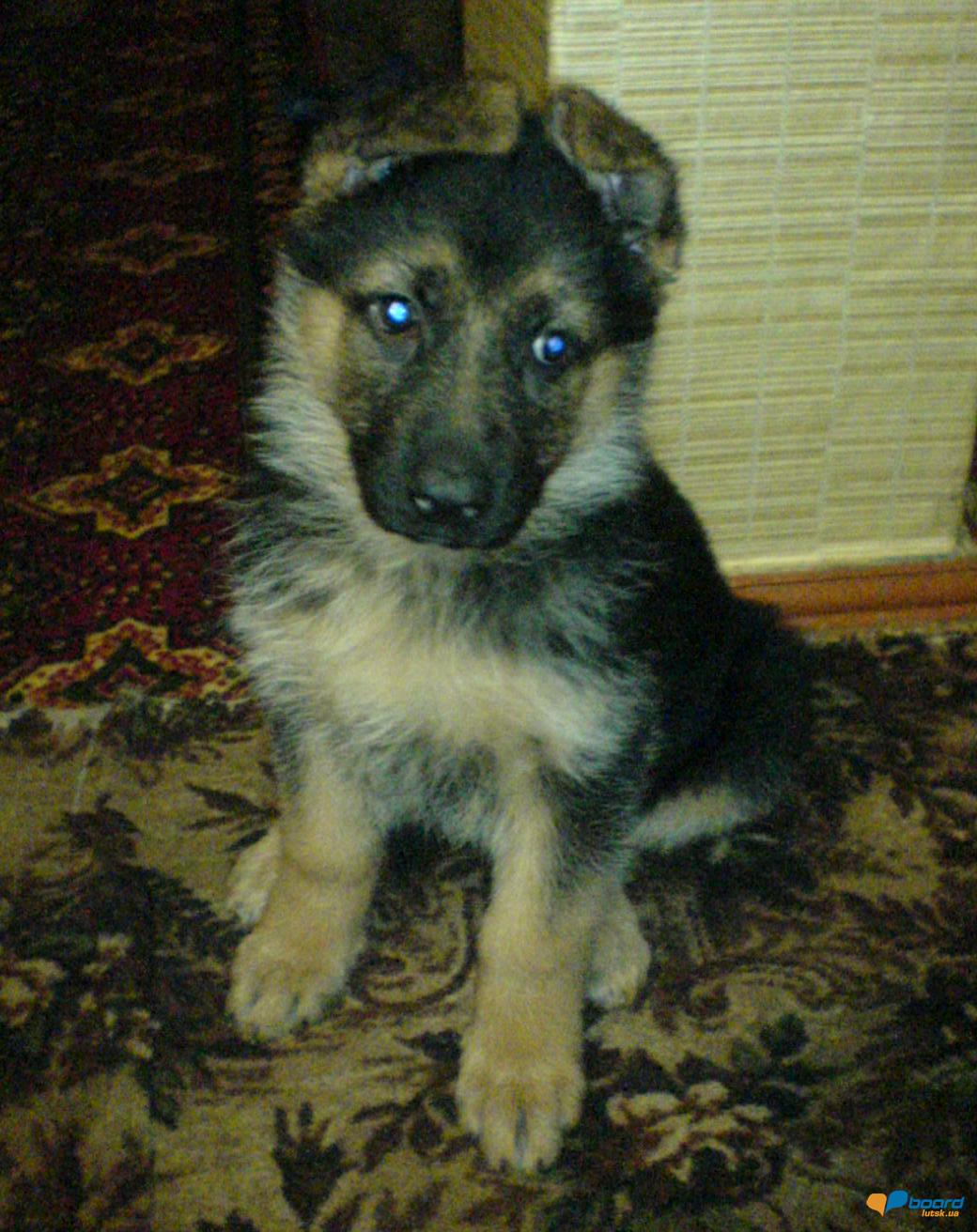 post-8568-0-18429900-1355608941_thumb.jp