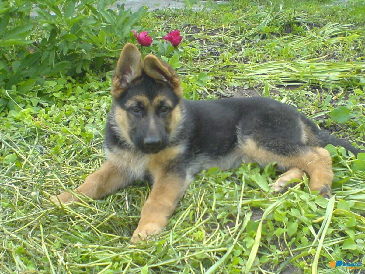 post-8568-0-19058300-1355609151_thumb.jp