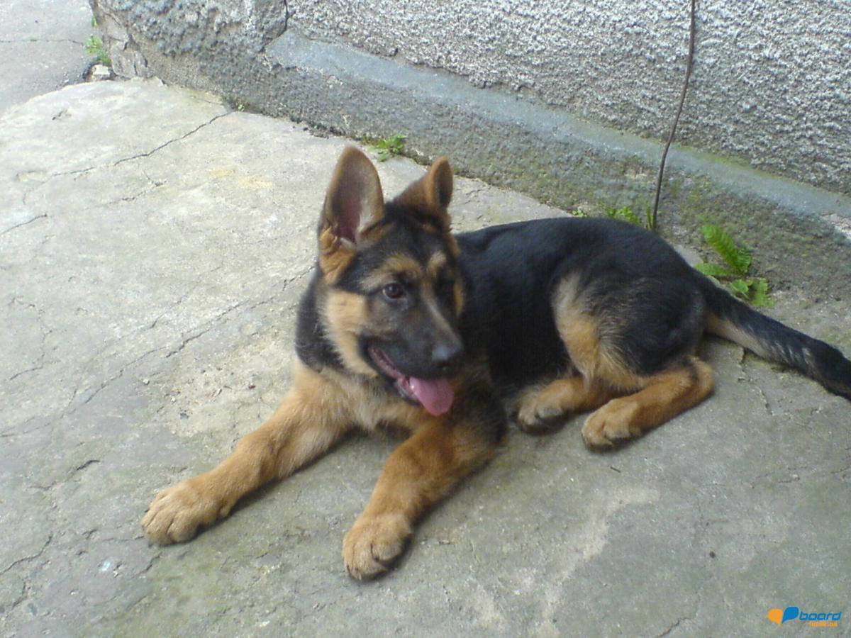 post-8568-0-70783100-1355609394_thumb.jp