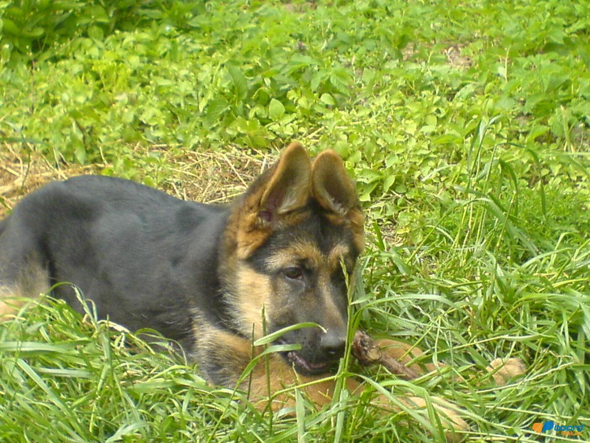 post-8568-0-78182200-1355609333_thumb.jp