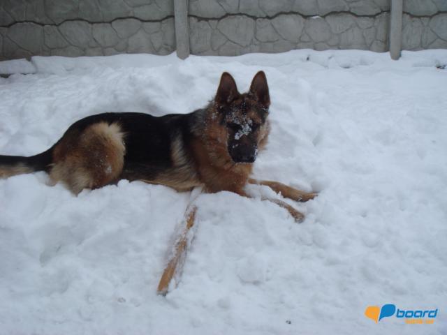 post-8568-0-78533600-1355609719_thumb.jp