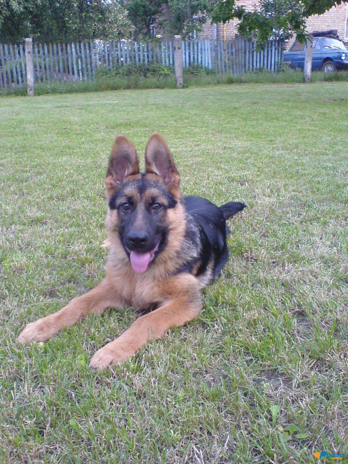 post-8568-0-97857900-1355609432_thumb.jp