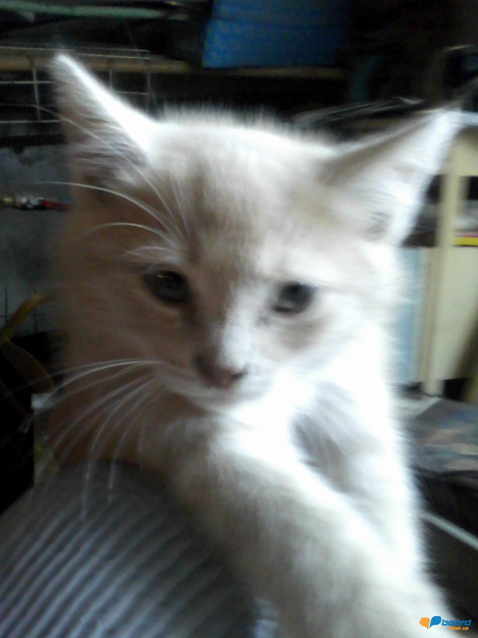 post-8968-0-31828000-1356893648_thumb.jp