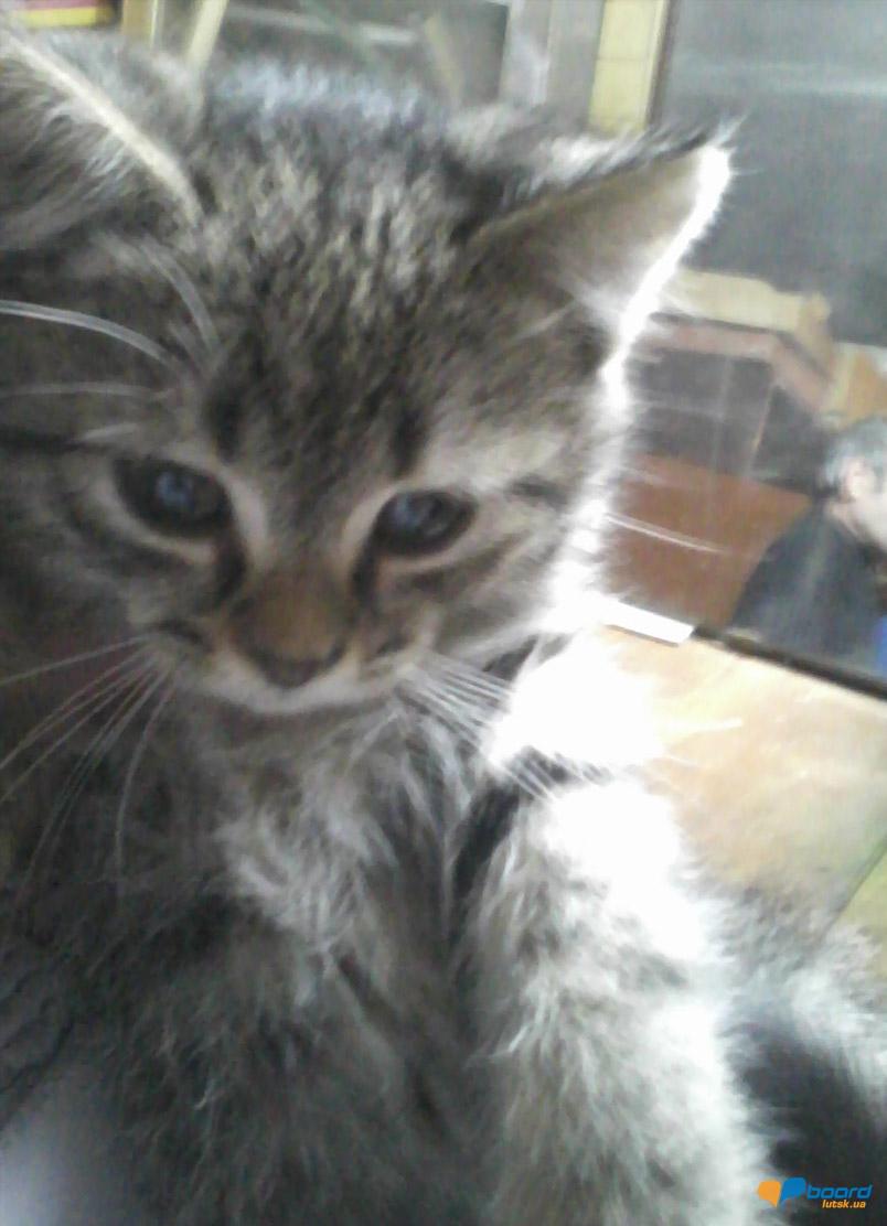 post-8968-0-64855900-1356893639_thumb.jp