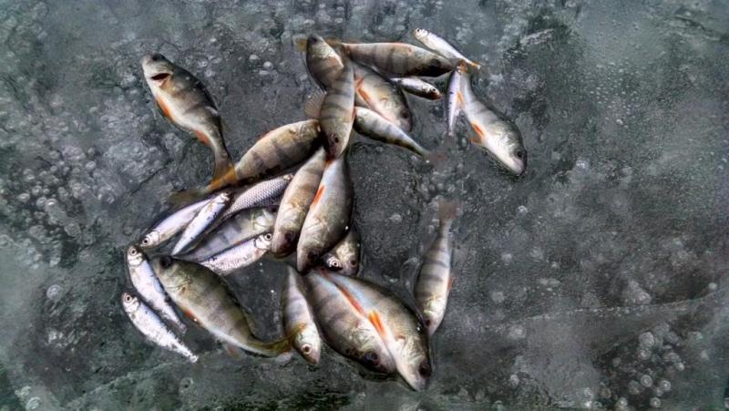 1.thumb.jpg.d871a1e4d48aa5af26cea28e0244