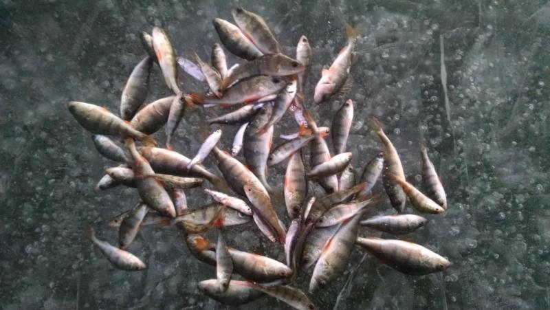 IMG_20160129_172050475.thumb.jpg.b879f7b