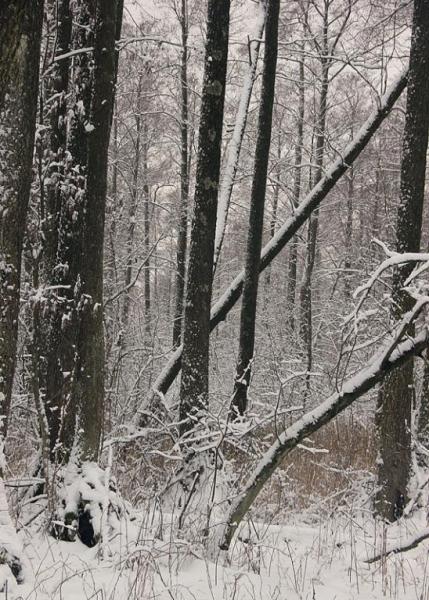 hythaseraweese.thumb.jpg.426894ee6571eeb