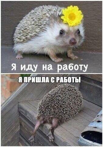 12743877_495506747300593_106005376179092