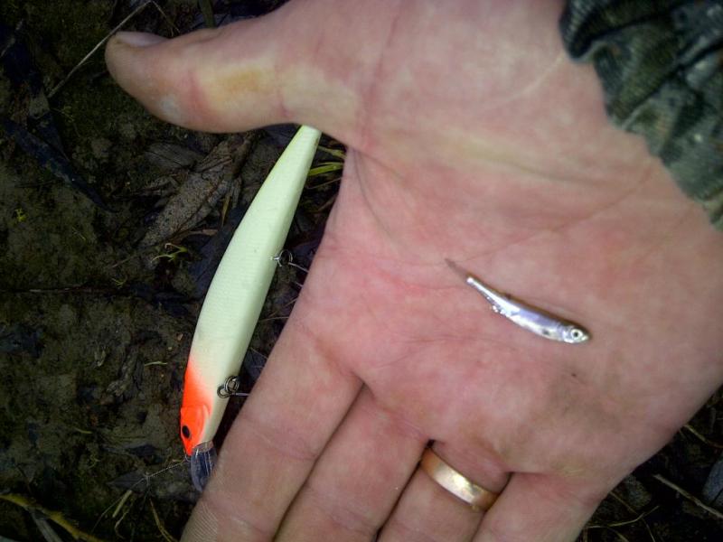 56b8642d259df_IMG-20160202-000171.thumb.