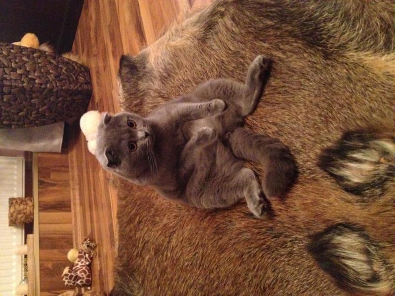 56c0870855299_IMG_38371.thumb.JPG.29911e