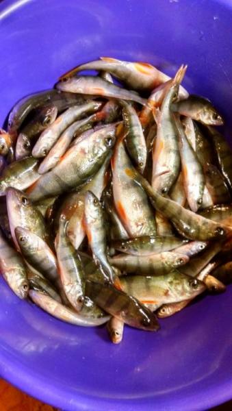 IMG_20160204_171601259_HDR.thumb.jpg.49d