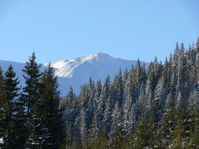 P1070317.thumb.JPG.fbdecc8371babafd000a7