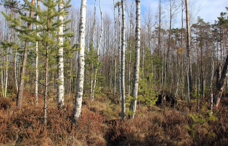 htrgsdfsd.thumb.jpg.cba7c005fee380076392