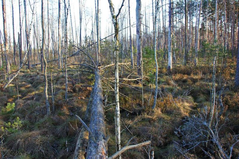 jyurseses.thumb.jpg.3217f9b1665481f46e93