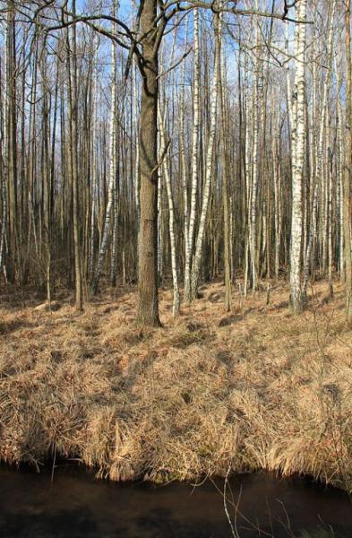 kigserserty.thumb.jpg.22333dcdc94f496261