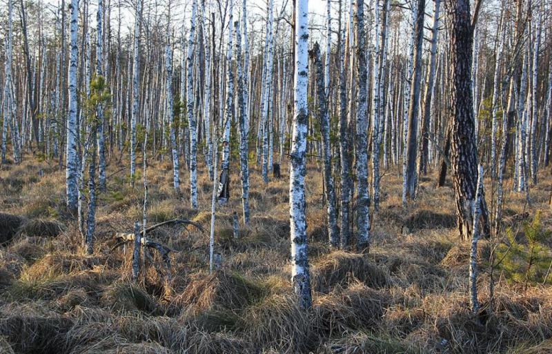 kuydruuuy.thumb.jpg.bc30ec175018826481c7